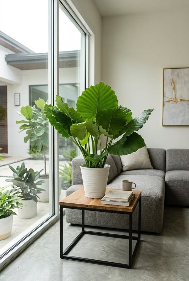  Large Alocasia Elephant Ear plant in a white ribbed planter on a square wooden side table by floor-to-ceiling glass doors