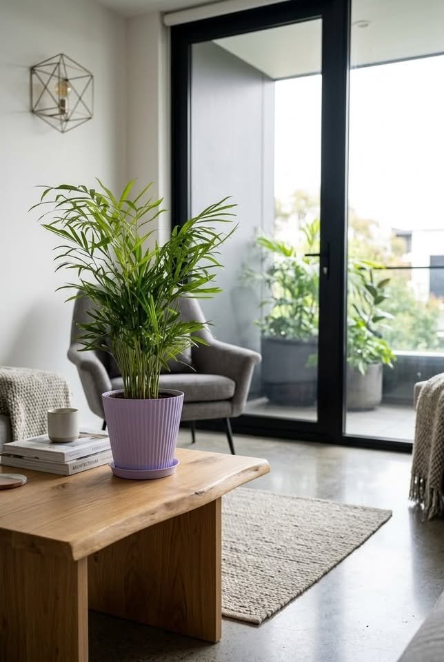 Parlor Palm plant in a ribbed lilac planter on a wooden coffee table in a modern living room with balcony doors