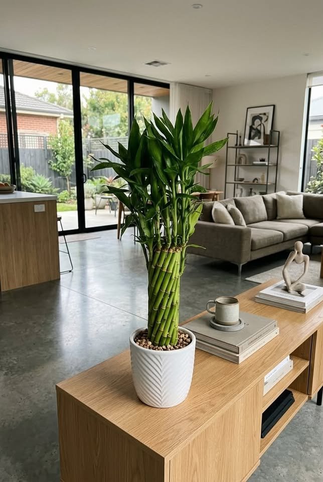 Woven Lucky Bamboo plant in a white textured pot sitting on an oak console table in a open-plan living room

