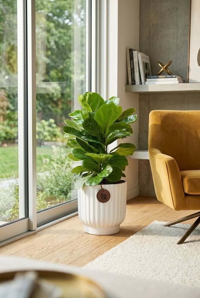 Bushy Dwarf Fiddle Leaf Fig plant in a white fluted planter on light oak floors beside a yellow accent chair