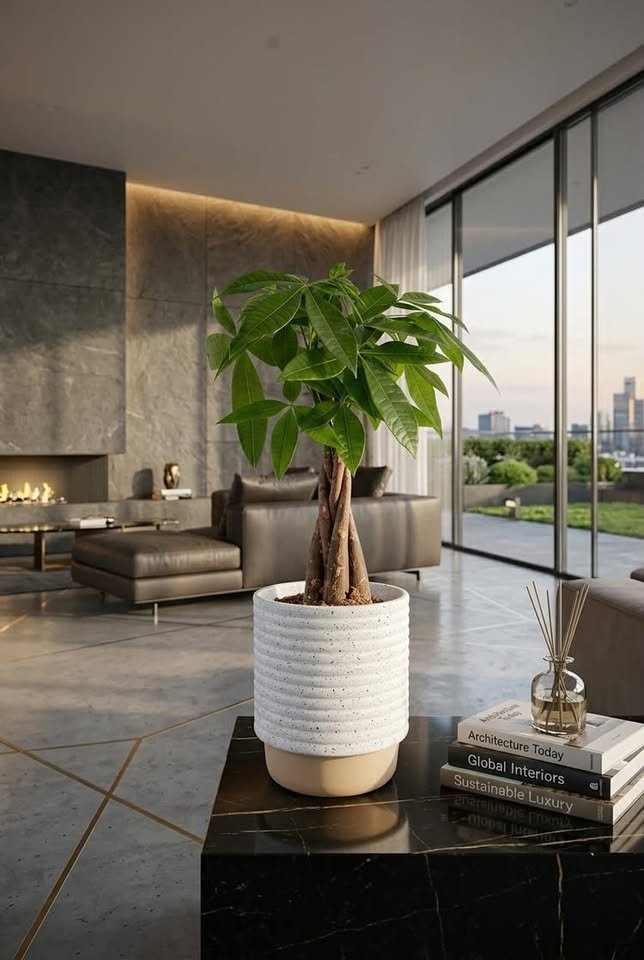 Braided money tree plant in a modern ribbed planter on a living room coffee table