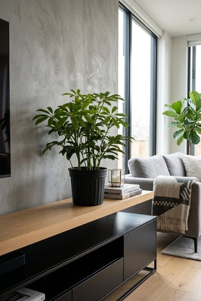 Dwarf Umbrella Tree plant in a black nursery pot on a light wood and black TV console in a contemporary living room