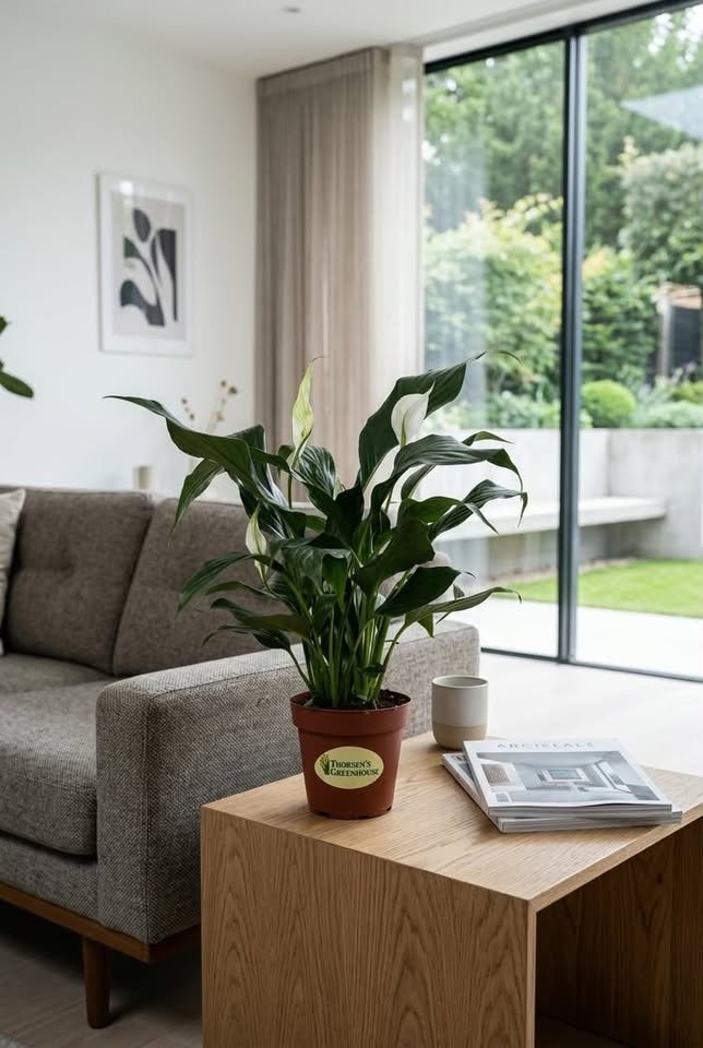 Blooming Peace Lily plant in a terracotta nursery pot on an oak side table in a bright modern living room
