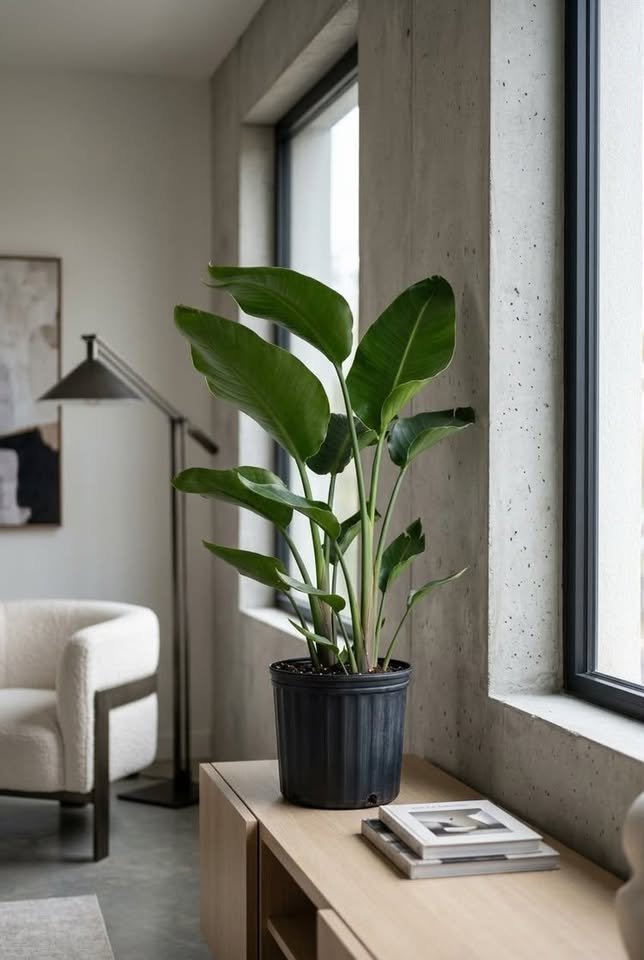 Bird of Paradise plant in a black nursery pot on a light wooden cabinet next to a large modern window