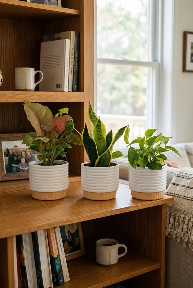Three small potted houseplants including Pink Syngonium, Snake Plant, and Golden Pothos lined up on a wooden bookshelf near a sunlit window