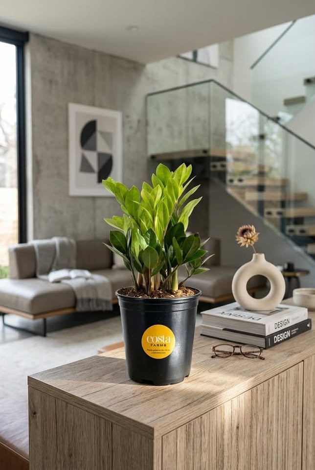Glossy ZZ plant in a black nursery pot standing on a light wooden cabinet in a modern open-concept living room