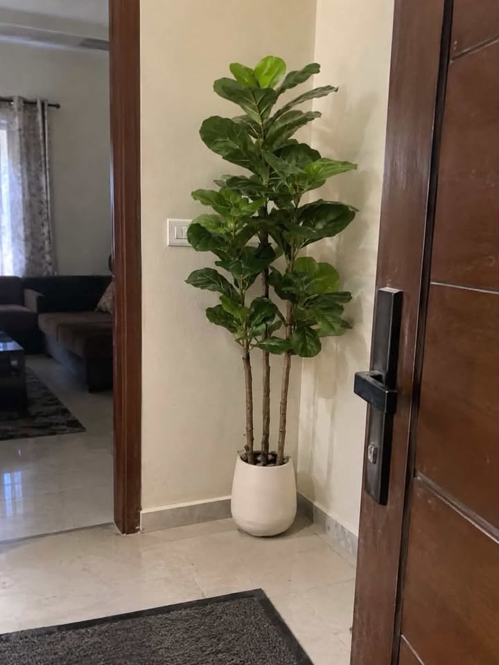  Lush multi-stem artificial Dracaena corn plant in a simple black pot standing on a covered porch next to an open main door