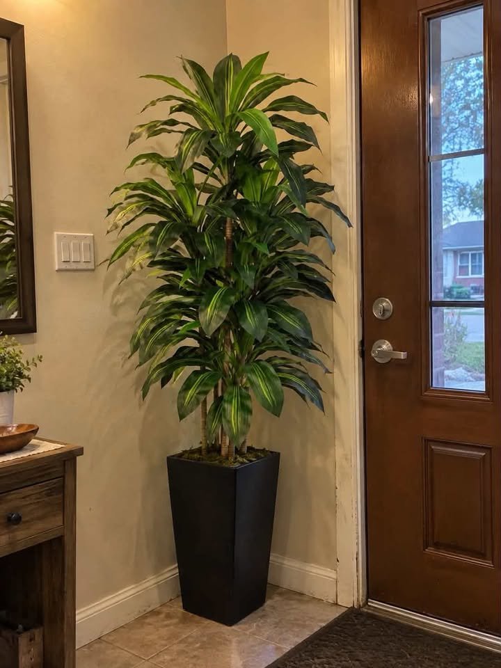 Tall faux snake plant in a dark round pot placed in a small narrow entryway corner next to a wooden door