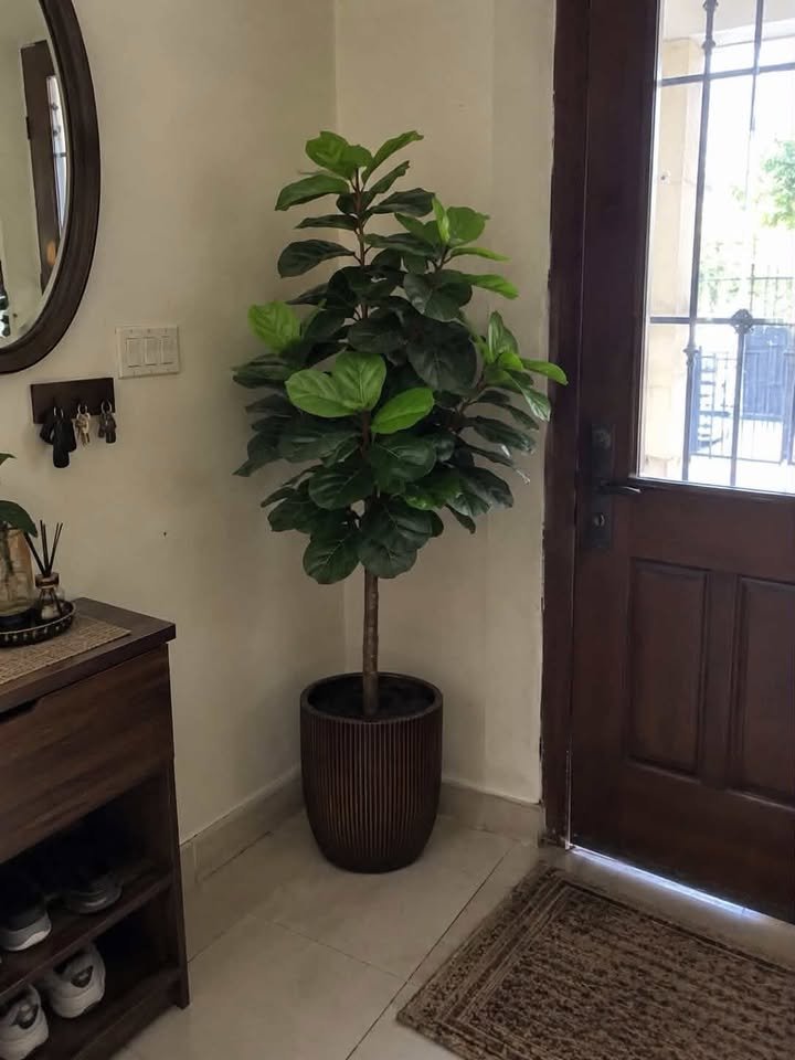 Multi-stem artificial fiddle leaf fig tree in a white smooth pot standing in an entryway corner next to an open door frame