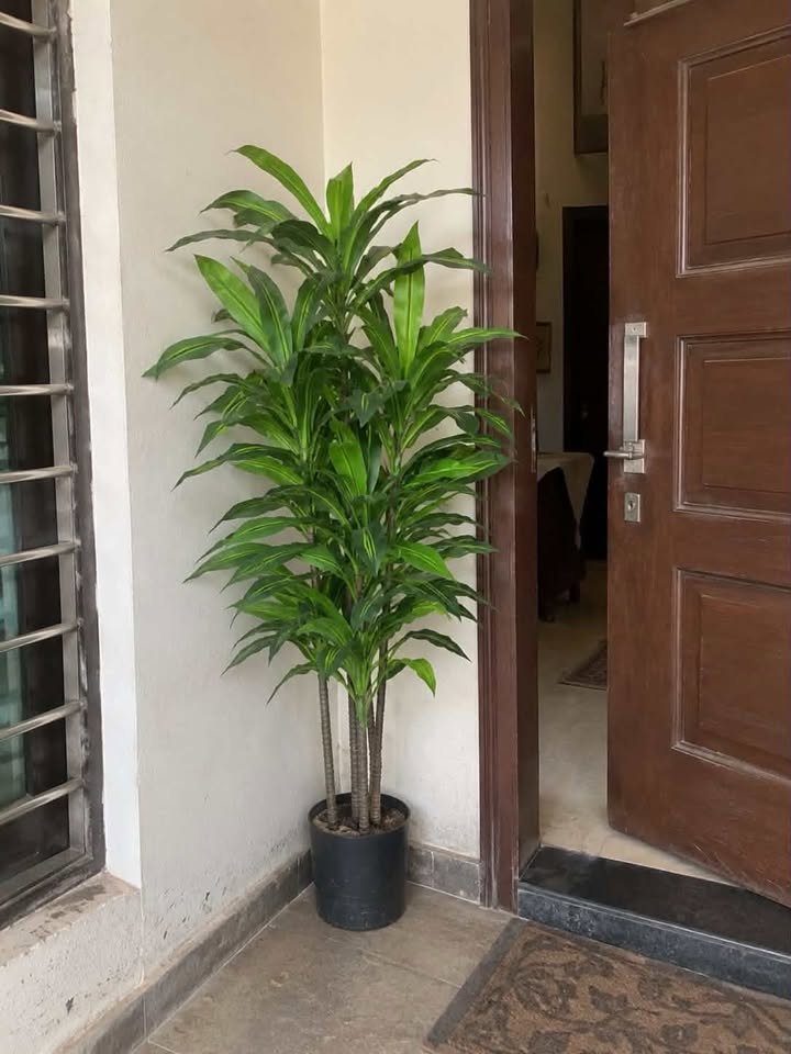  Large artificial faux ficus weeping fig tree standing next to a modern dark wooden main door on a covered porch