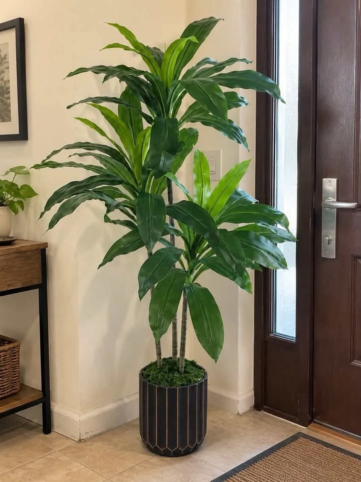  Large faux artificial Dracaena floor plant in a black fluted pot placed in a light-colored entryway corner next to the front door