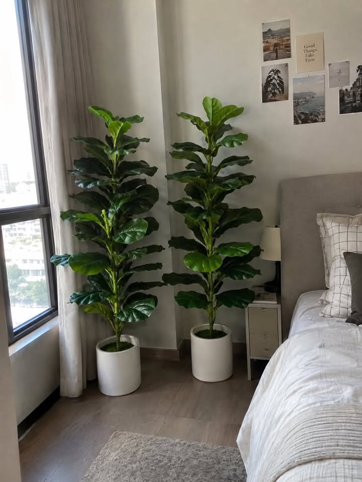  Two tall artificial fiddle leaf fig trees in white cylindrical planters standing in a modern bedroom corner beside a window