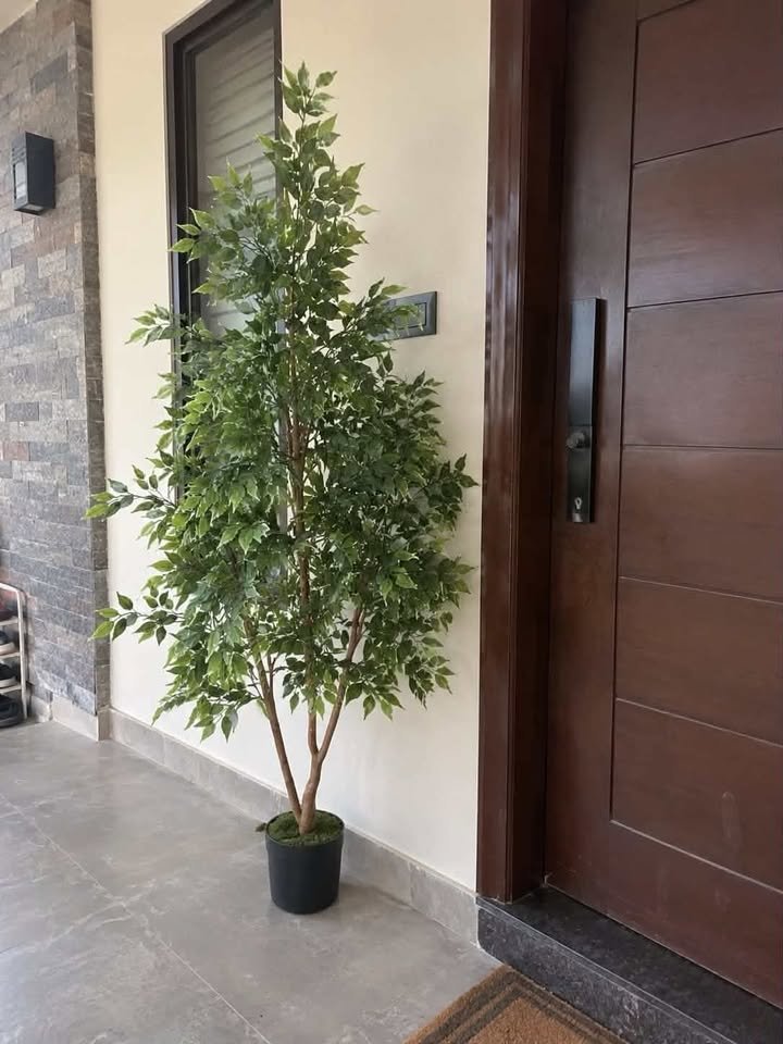 Tall artificial massangeana Dracaena cane plant in a tapered black square planter standing in a warm entryway corner near a wooden front door